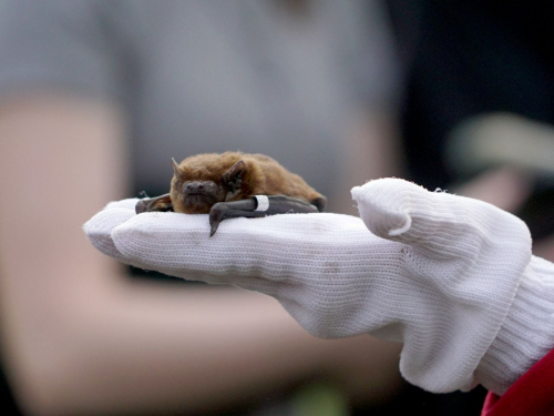 На Хортиці випустили близько 300 кажанів - фото