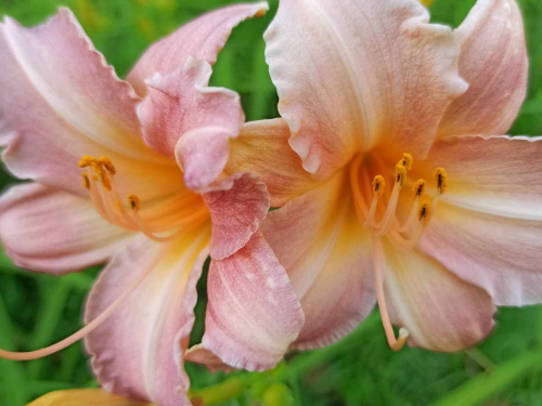У запорізькому ботанічному саду квітнуть лілії незвичайних кольорів - фото, відео