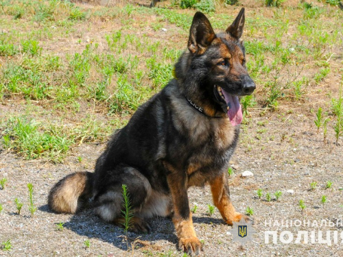 Запорізькі поліцейські розповіли неймовірну історію службового собаки – фото