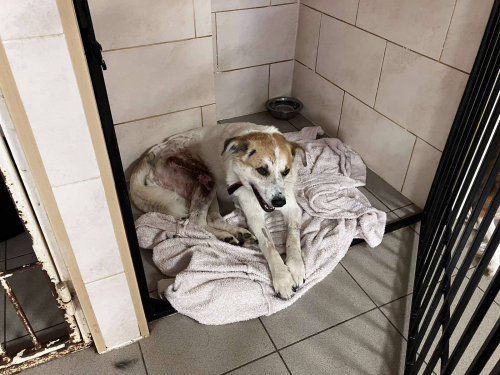 Приповз до людських воріт - у Запоріжжі рятують собаку, що дивом вижив під час обстрілу Малокатеринівки (фото)
