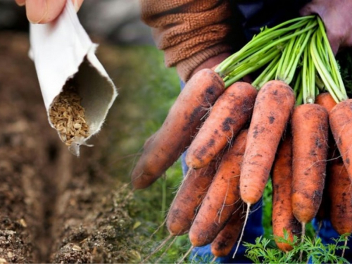 Коли сіяти моркву навесні, фото: ілюстративне 
