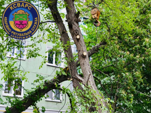Впало на будинок - в одному з районів Запоріжжя сильний вітер зламав дерево у дворі багатоповерхівки (фото)