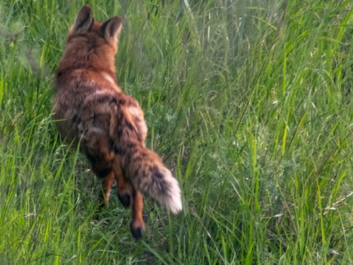 Мешканець Запоріжжя зустрів на прогулянці красуню-лисичку - фото