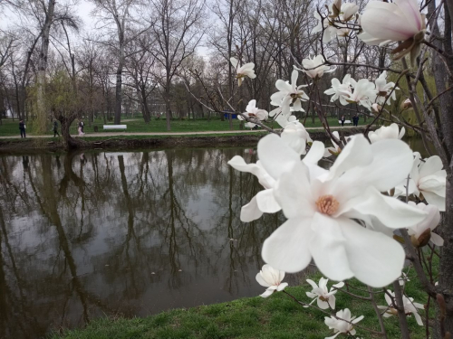Сезон магнолій і лебеді: у вихідні в запорізькому парку був аншлаг - фото