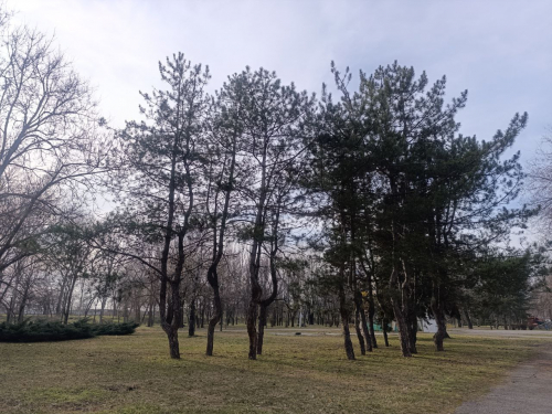 "Дубовий гай" у Запоріжжі в березні 2026 року. Фото: Антоніна Фролова