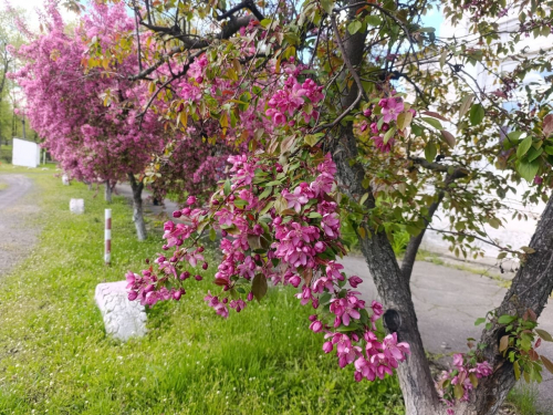 Квітучі яблуні у Запоріжжі. Фото: Антоніна Фролова