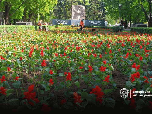 На клумбі у центрі Запоріжжя створили композицію у вигляді червоного маку з двох тисяч квітів - фото
