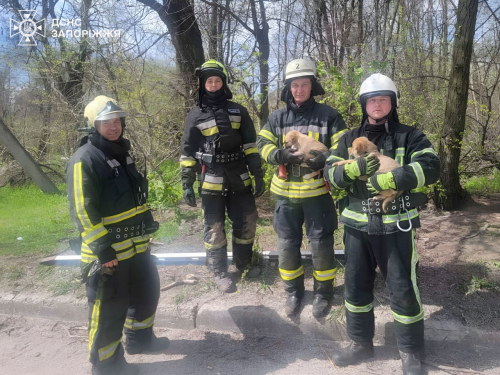 Врятовані цуценята, фото ГУ ДСНС України у Запорізькій області