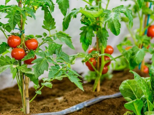 Висаджувати розсаду у відкритий ґрунт варто лише після прогрівання землі