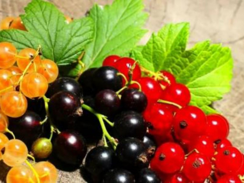 Секрети весняного догляду за смородиною: як отримати гарний врожай