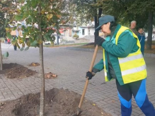 На головному проспекті Запоріжжя почали висаджувати дерева з дивовижним ароматом квітів