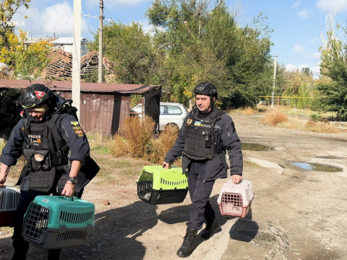 Жили під постійними обстрілами - з прифронтового Оріхова евакуювали котиків (фото)