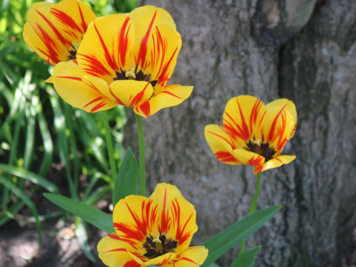 Що запорізьким садівникам робити з тюльпанами після цвітіння - поради