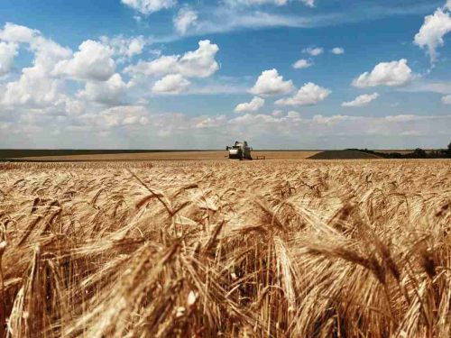 Жнива, фото ілюстративне