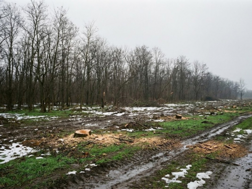 Екоінспектори викрили браконьєра з деревами в авто — вирубку зафіксували у Запорізькому районі (фото)