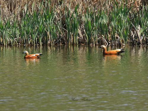 У затоці річки в Запоріжжі оселилися червонокнижні качки незвичайного кольору - фото