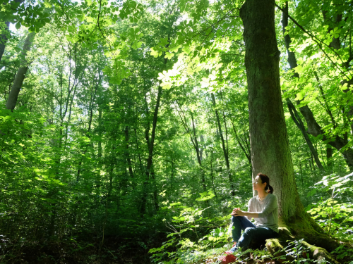 Медитативна прогулянка лісом - цікавий спосіб зняти напругу та стрес