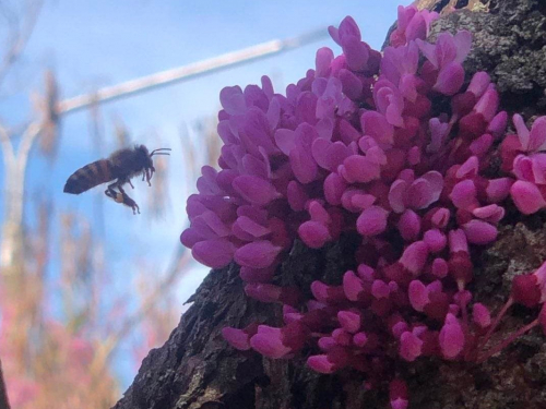У Запоріжжі розквітло унікальне дерево з квітками на стовбурі - фото