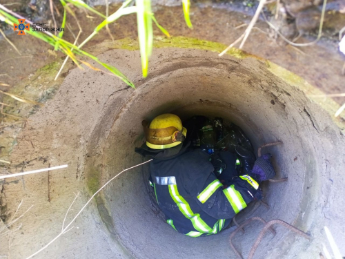 У Запоріжжі врятували собаку, який впав у каналізаційну яму (фото)