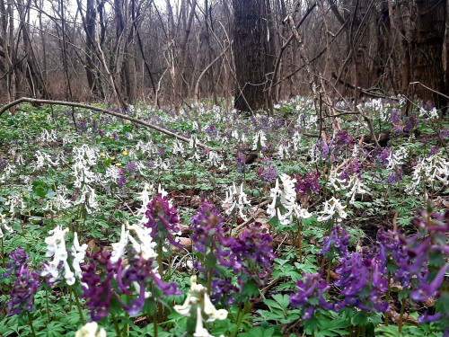 Тендітна краса: у Запоріжжі розцвіли квіти, з яких починається справжня весна - фото