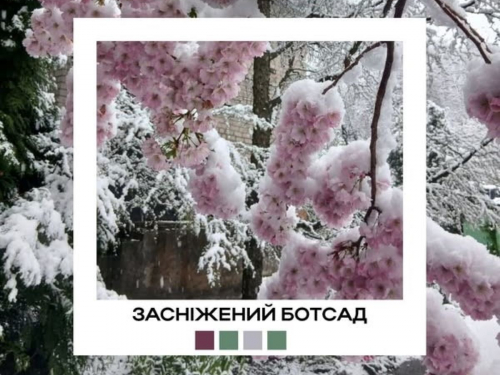 Поєднання квітів і снігу виглядає дуже незвично - у Запорізькому міському ботанічному саду показали дивовижні фото