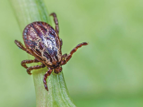 Кліщі активізувалися: у Запоріжжі за тиждень зафіксували нові випадки укусів — куди звертатися по допомогу (відео)