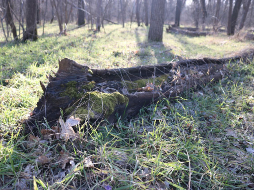 Хортиця в березні 2026 року. Фото: Антоніна Фролова