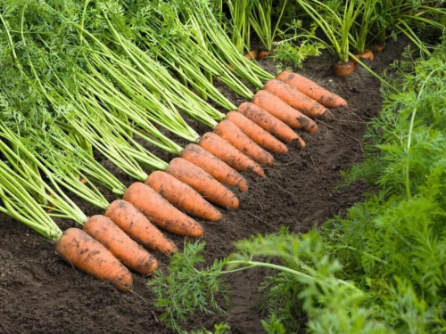 Як доглядати за морквою, щоб отримати хороший врожай - секрети