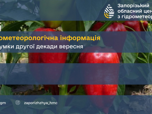 Збір соняшника триває, а озимі чекають дощу - погода ускладнює посів у Запорізькому районі