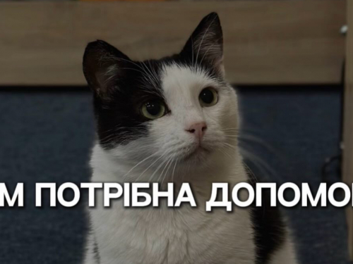 Врятовані пухнастими можуть залишитися без дому - запорізьке котокафе на межі закриття