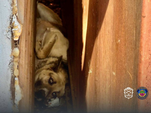 У Запоріжжі пес опинився у пастці: небайдужі люди почули скавчання