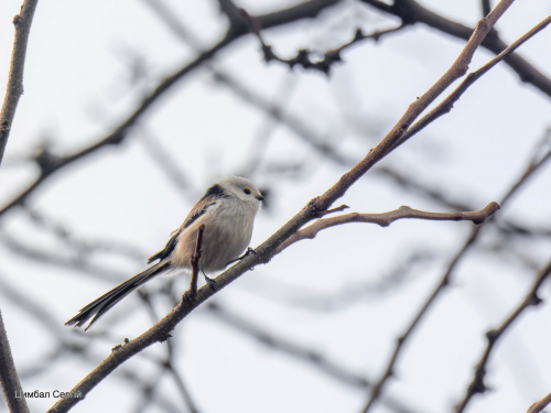 У Запоріжжя прилетіли на зимівлю незвичайні мініатюрні пташки - фото