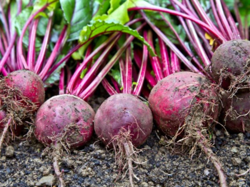 Буряк, ілюстративне фото