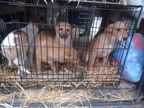 Евакуація тварин з села Таврійське на Запоріжжі. Фото: Олена Пилова