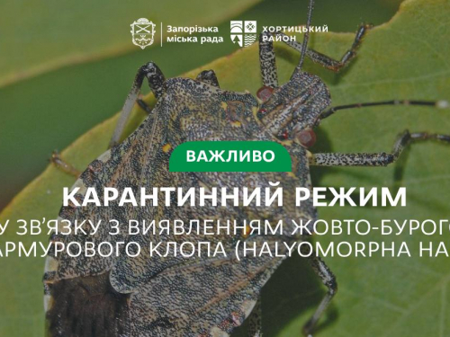 У Хортицькому районі Запоріжжя запровадили карантин через жовто-бурого мармурового клопа