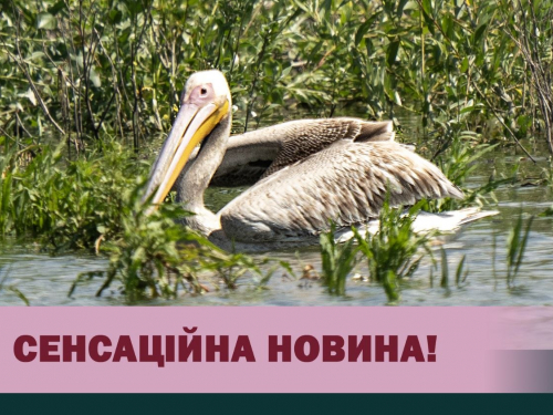 На Хортиці помітили червонокнижного рожевого пелікана, фото: Національний заповідник Хортиця