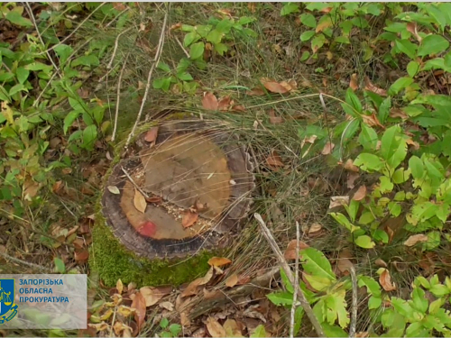 Не вберегли дерева - у Запорізькій області судитимуть посадовців лісомисливського господарства