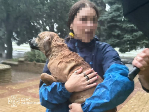 Рятувальники Запоріжжя за добу тричі вирушали на порятунок тварин, фото: ДСНС