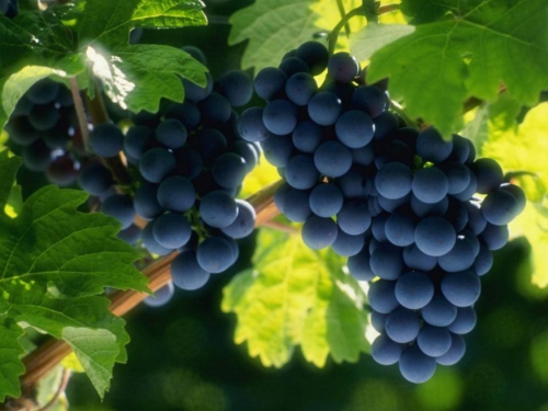 Коли можна садити виноград, аби він дав добрий врожай, фото: ілюстративне