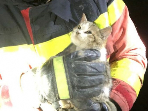 У Запоріжжі бійці ДСНС врятували кошеня - фото
