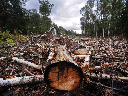 У Запорізькій області викрили «чорних лісорубів» - чоловіки спиляли близько 5,5 кубометрів деревини