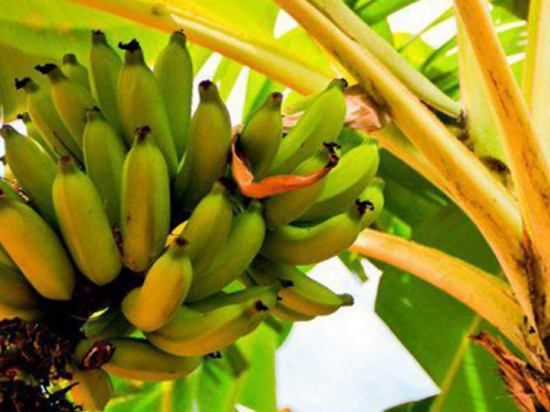 У запорізькому ботанічному саду вперше зацвів банан з незвичайними квітами - фото