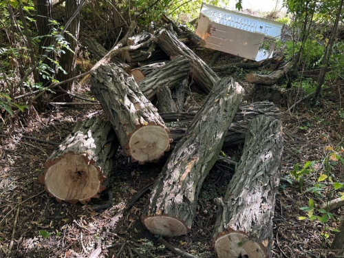 Незаконна вирубка – у Михайлівській громаді Запорізького району розшукують «чорного» лісоруба (фото)