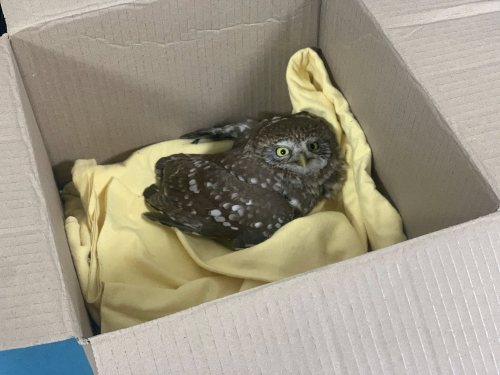 Сичик під колесами: у Запоріжжі військовий врятував дикого птаха (фото)