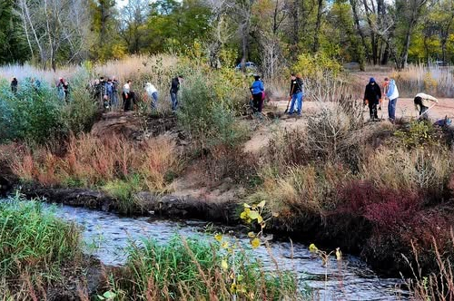 Бузок рятує береги — у Запоріжжі висадили рослини, щоб укріпити береги річки Суха (фото)