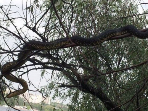 На дитячому майданчику в Запоріжжі на дереві висіла змія - відео