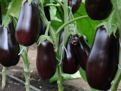 Баклажани, ілюстративне фото