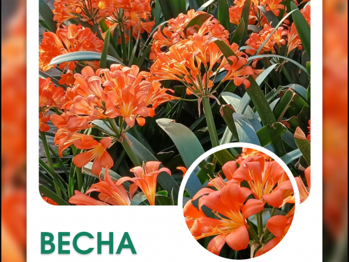 Клівія в запорізькому ботсаду 