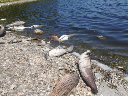 Мертва вода - екологи пояснили масову загибель риби в озері під Запоріжжям (фото)