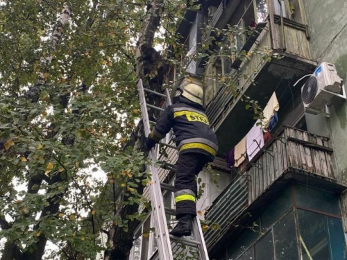 У Запоріжжі рятувальники зняли переляканого кота з дерева з допомогою  трьохколінної драбини